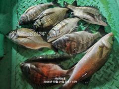 (FM 피싱호 ㅡ감성돔흘림)~오늘밤낚시.내일주간낚시 함께하실 함께하실 조사님들 초대합니다