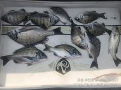 [고성] ((경남고성 주인호))주인호 토요일 감성돔 조황~일요일 예약가능…