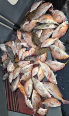 10/30 <스텔스호> 원도권 어청도 참돔 씨알급 조황입니다. 일/월 참돔, 화/수 갑오징어 출항합니다
