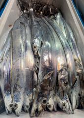 [진해] 31일 입항 준내만갈치 삼치 공격에도 씨알급들로 쿨러 만땅까지.…