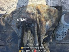 31일 먼바다갑~~멀미나었네요[군산 참바다호]